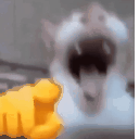 catlaugh